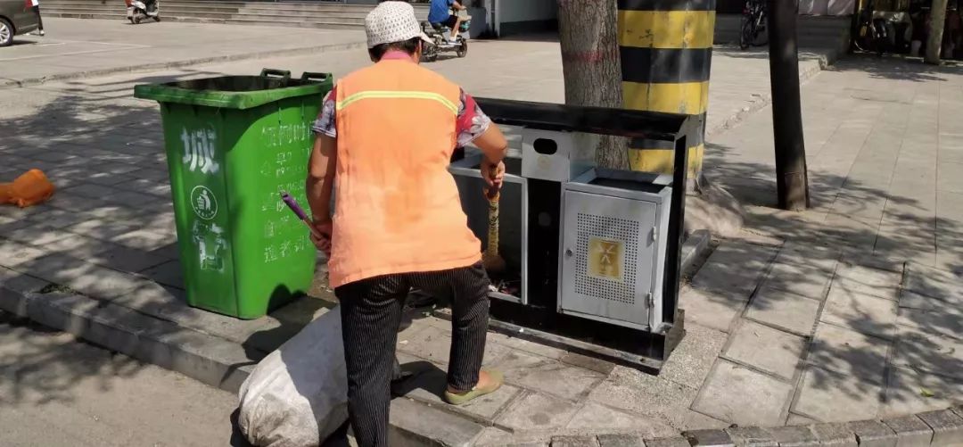 高温下，磁县娇艳的“城市黄玫瑰”