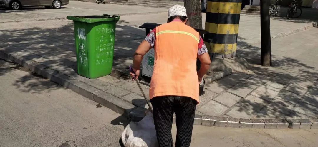 高温下，磁县娇艳的“城市黄玫瑰”