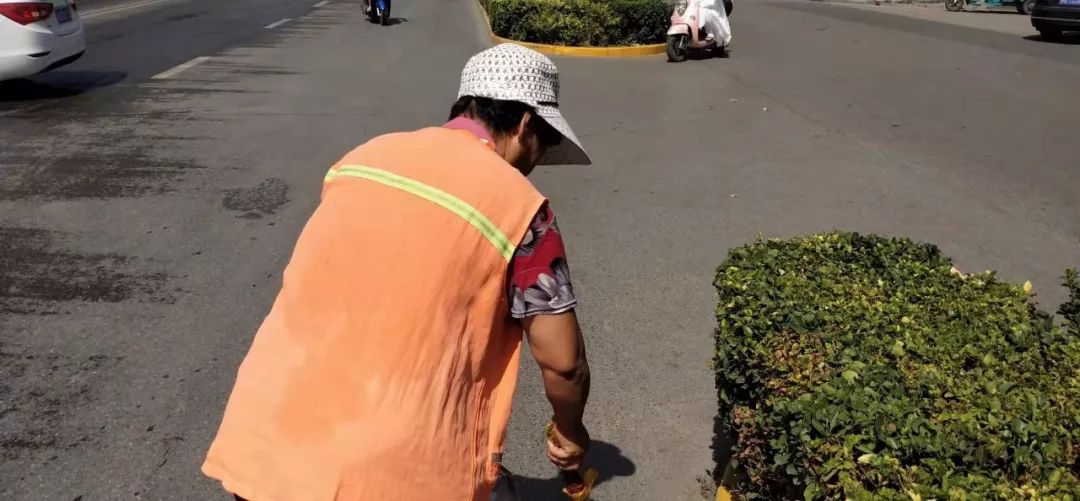 高温下，磁县娇艳的“城市黄玫瑰”