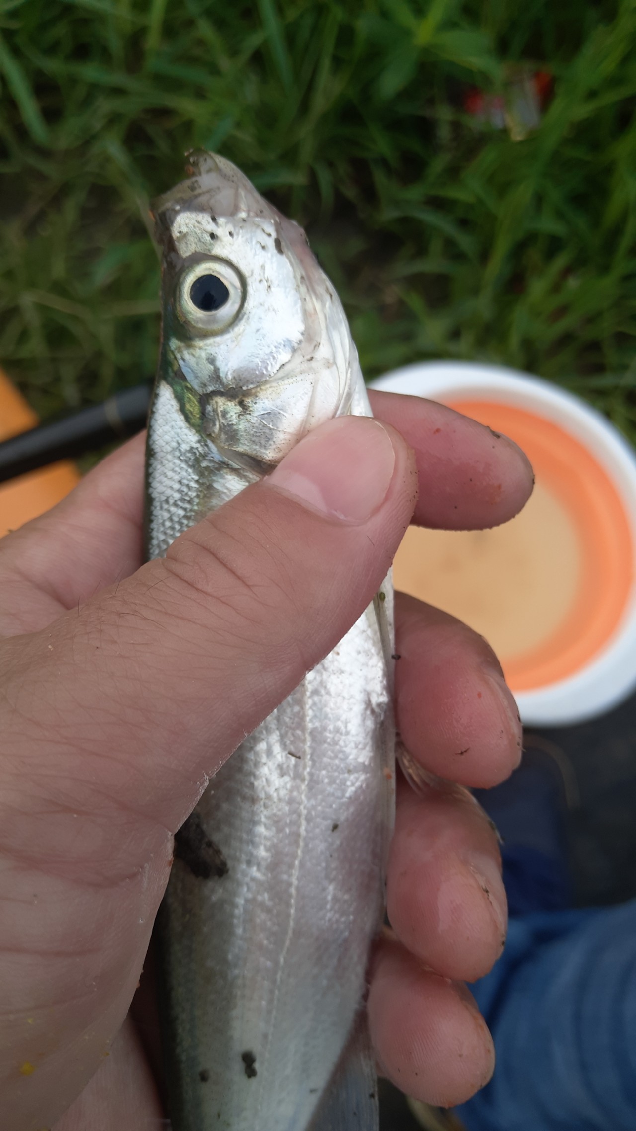 串钩钓餐条的方法与技巧,自制串钩线组教程
