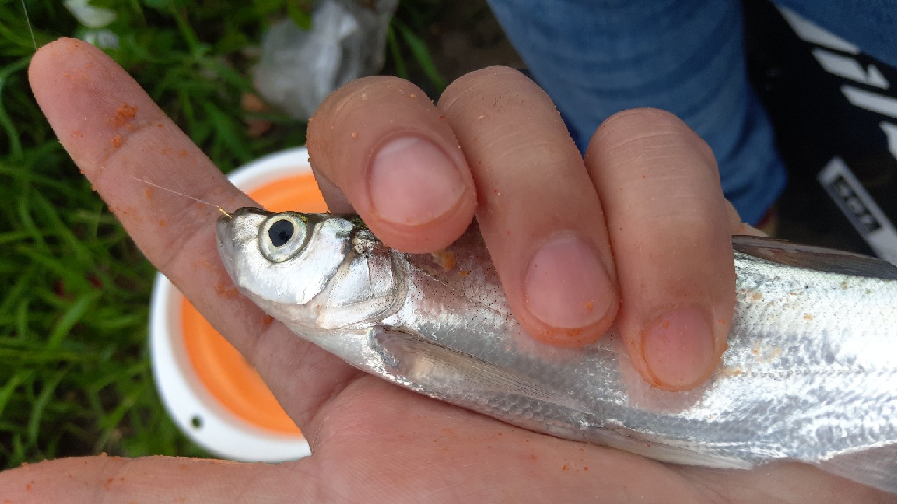 串钩钓餐条的方法与技巧,自制串钩线组教程