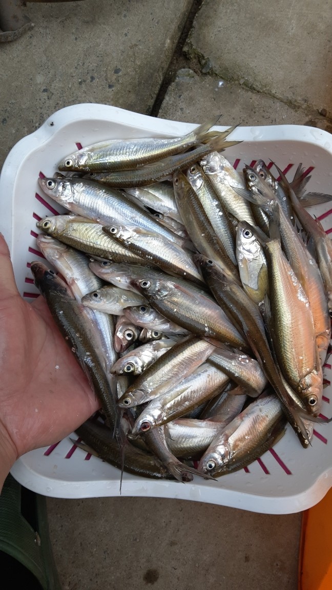 串钩钓餐条的方法与技巧,自制串钩线组教程