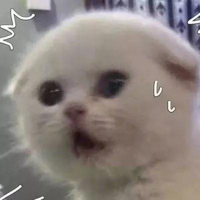 周雨彤惊艳美妆,四季美妆博主周雨彤