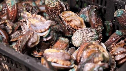 1元/只海白虾，2.8元/只鲍鱼，3.8元/只碳烤生蚝！啤酒喝一瓶还送一瓶！这家人气平价海鲜火锅老店让你嗨翻整个今夏