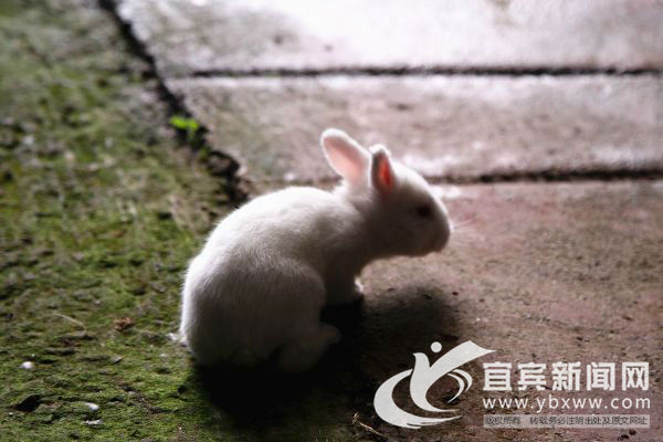 萌萌哒的高山“音乐兔”让村民笑开颜