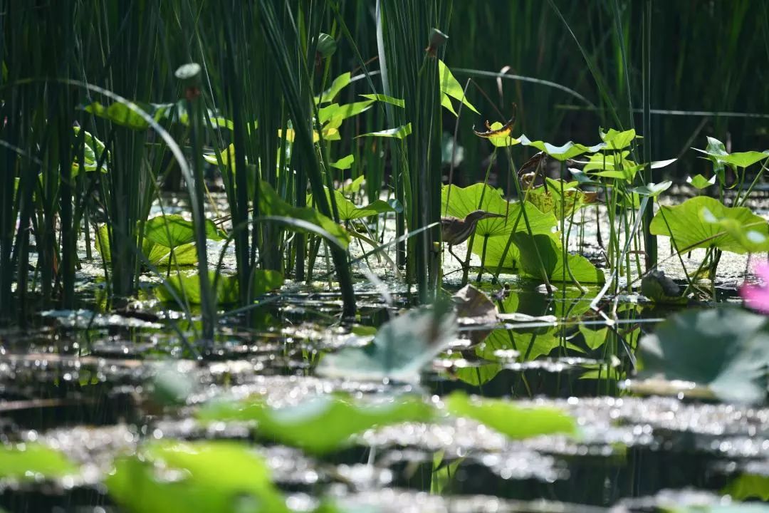 栾城区各村人口,栾城县各镇人口排名