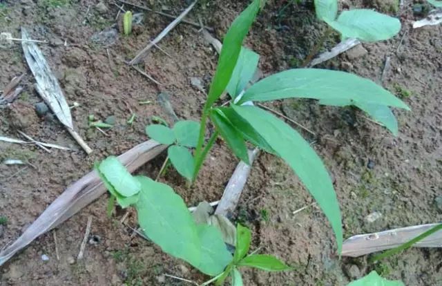 一吹就散的蒲公英又该落在哪里,一吹就散的蒲公英