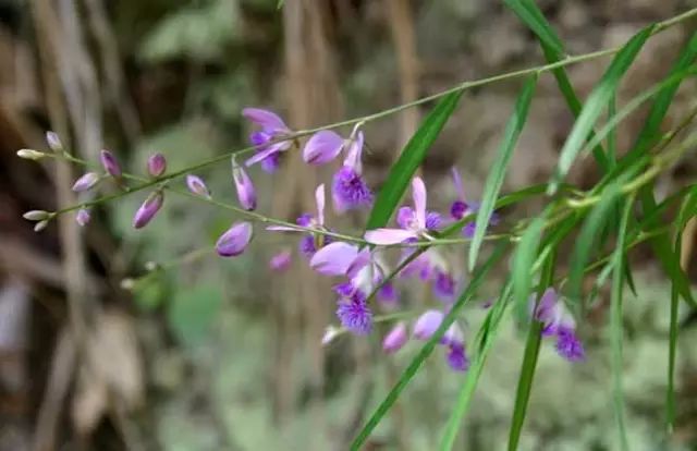 一吹就散的蒲公英又该落在哪里,一吹就散的蒲公英