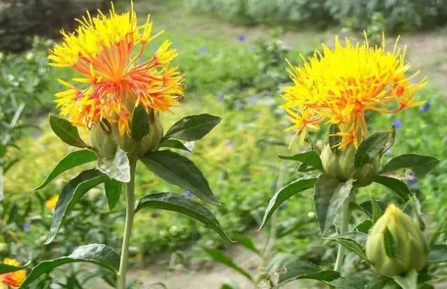 一吹就散的蒲公英又该落在哪里,一吹就散的蒲公英