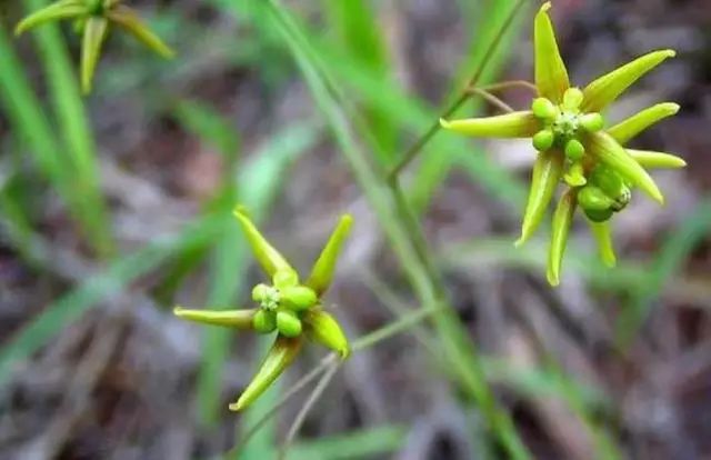 一吹就散的蒲公英又该落在哪里,一吹就散的蒲公英