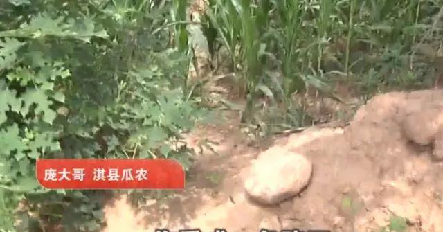 西瓜被偷赔300元怎么办,农民西瓜被偷倒赔三百元家属退钱