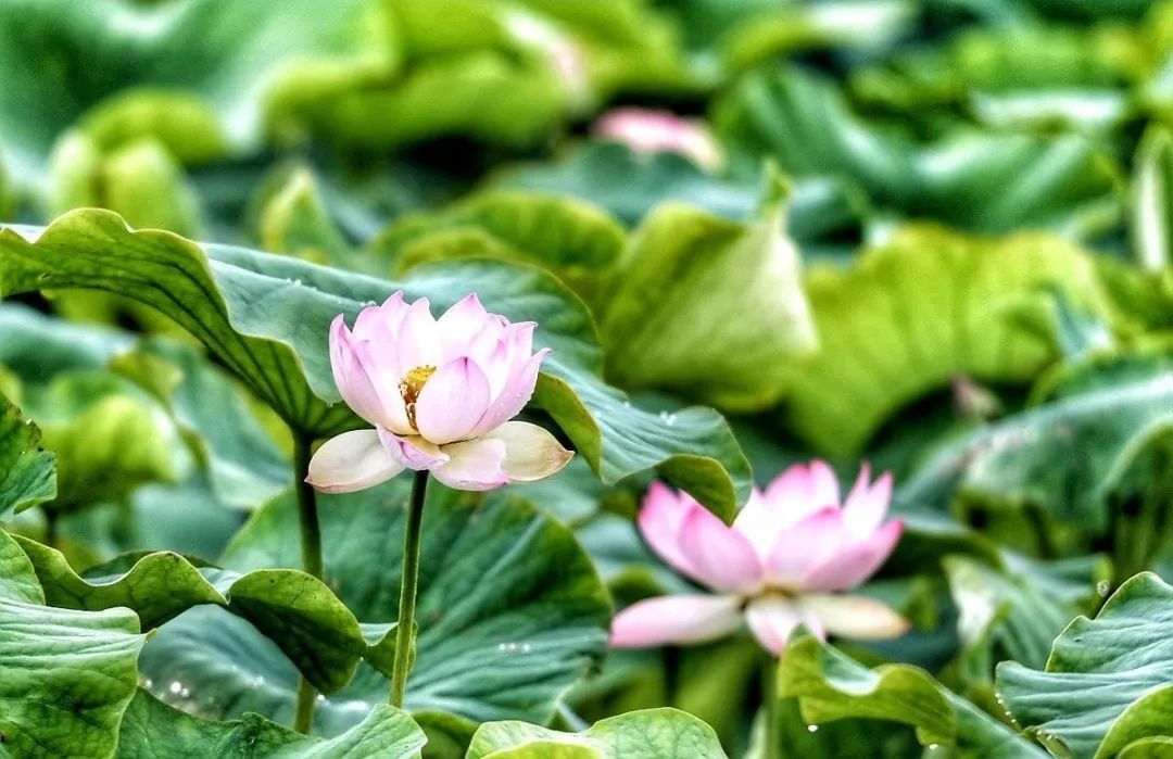 曲靖全国十大宜居城市第一,曲靖荣获多少次全国十大宜居城市