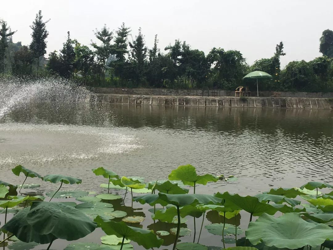 七夕读宋词李清照,七夕节的日记40字