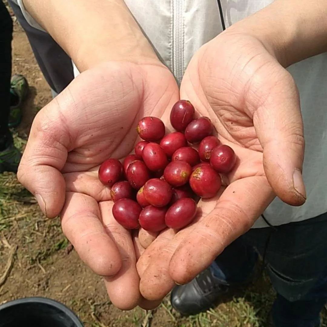 印度尼西亚属于哪个洲,泰国新加坡印度尼西亚