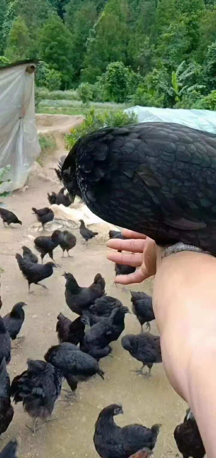 鸡也要饮凉茶消暑排毒，容县农民养出“绿壳蛋鸡”