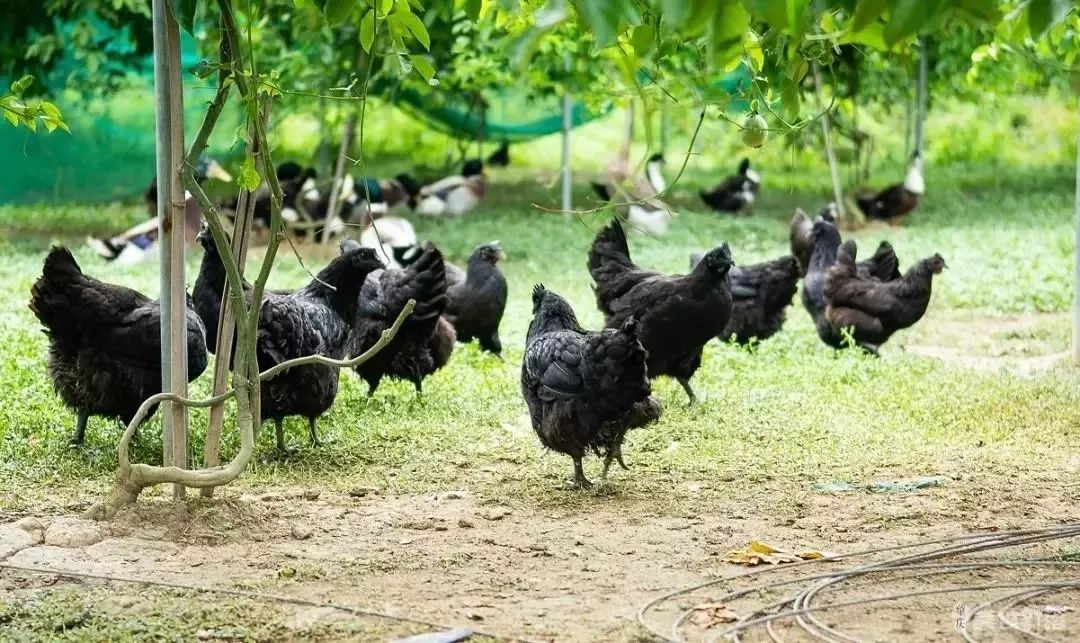 鸡也要饮凉茶消暑排毒，容县农民养出“绿壳蛋鸡”