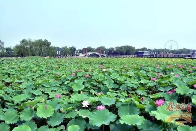 七夕约会圣地河北,七夕去哪儿约会石家庄