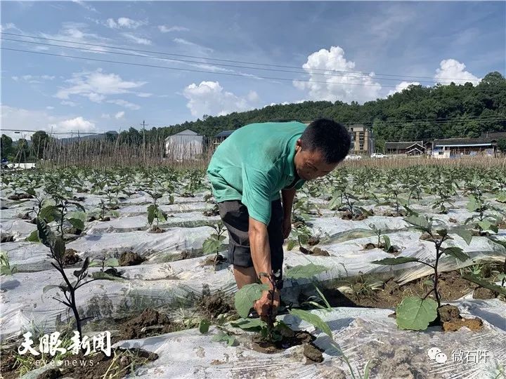 石阡聚凤：大坝蔬菜产销两旺