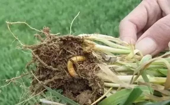 最全蔬菜害虫图谱,蔬菜常见害虫高清图片