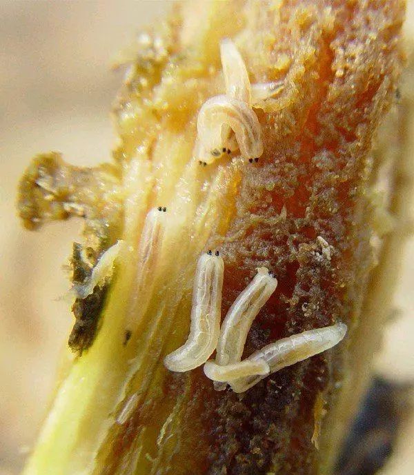 最全蔬菜害虫图谱,蔬菜常见害虫高清图片