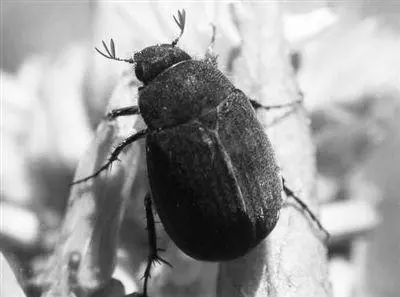 最全蔬菜害虫图谱,蔬菜常见害虫高清图片