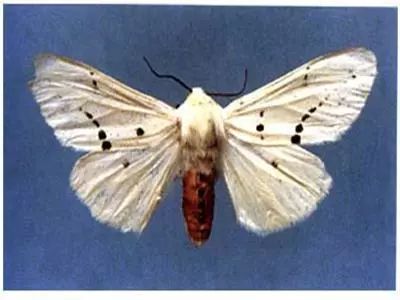 最全蔬菜害虫图谱,蔬菜常见害虫高清图片