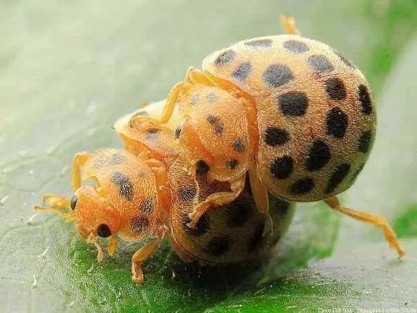 最全蔬菜害虫图谱,蔬菜常见害虫高清图片