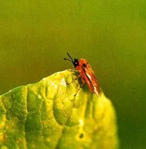 最全蔬菜害虫图谱,蔬菜常见害虫高清图片