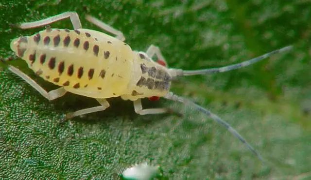 最全蔬菜害虫图谱,蔬菜常见害虫高清图片