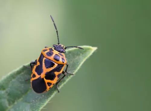 最全蔬菜害虫图谱,蔬菜常见害虫高清图片