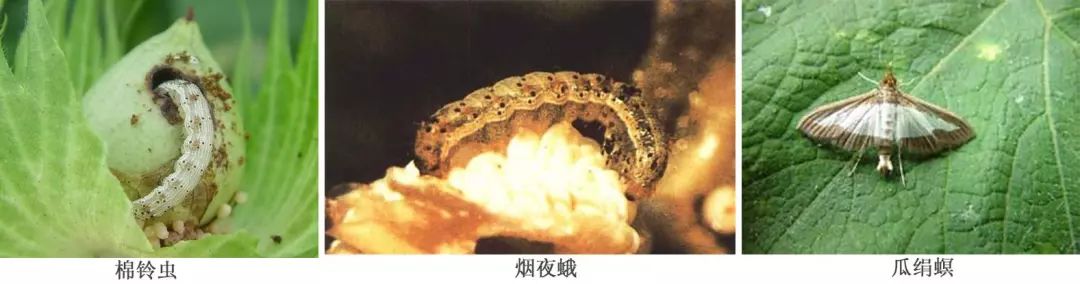 最全蔬菜害虫图谱,蔬菜常见害虫高清图片