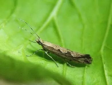 最全蔬菜害虫图谱,蔬菜常见害虫高清图片