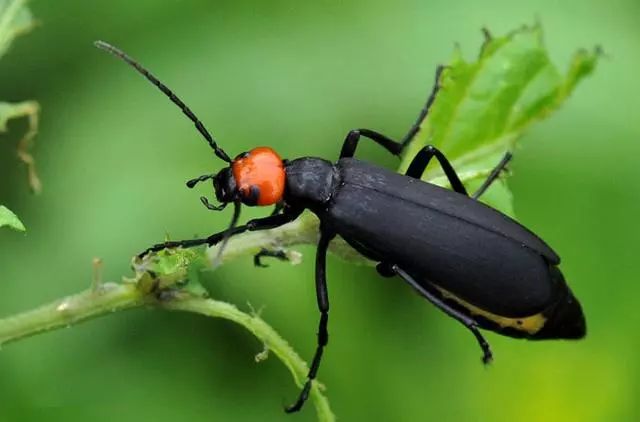 最全蔬菜害虫图谱,蔬菜常见害虫高清图片
