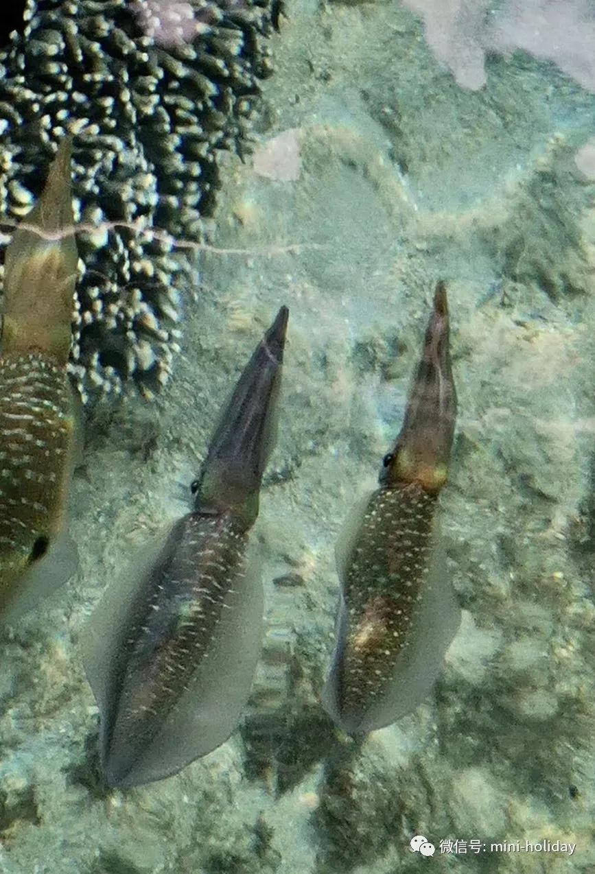 亲历|火山海龟岛屿，盼来武汉直航！“5小时飞行+落地签”身临奇境「398」