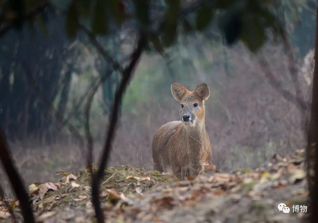 想研究野生动物？看看学这个专业的人都在干嘛吧