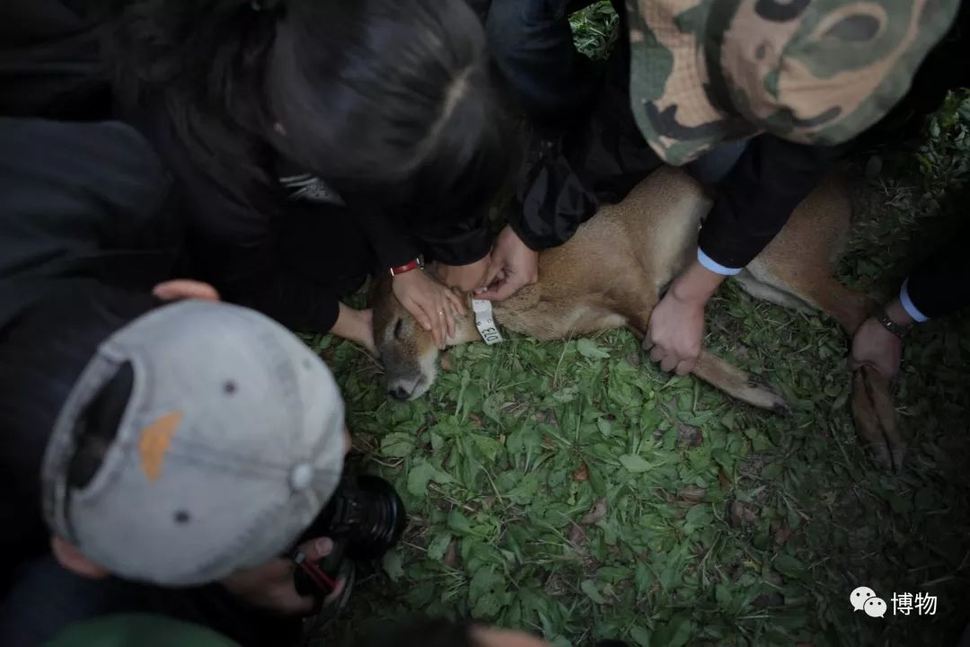 想研究野生动物？看看学这个专业的人都在干嘛吧