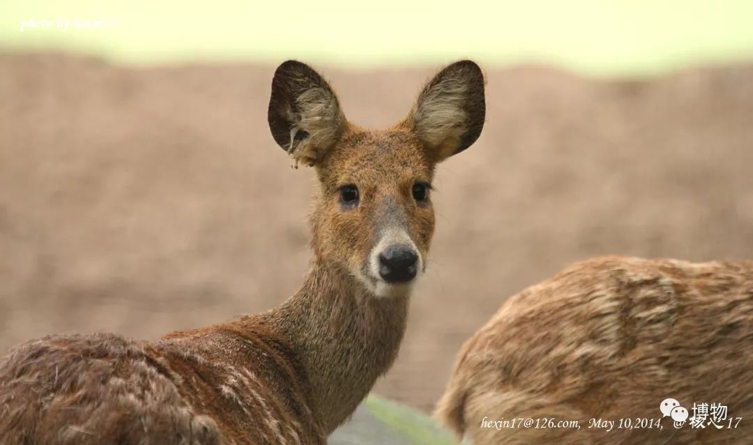 想研究野生动物？看看学这个专业的人都在干嘛吧