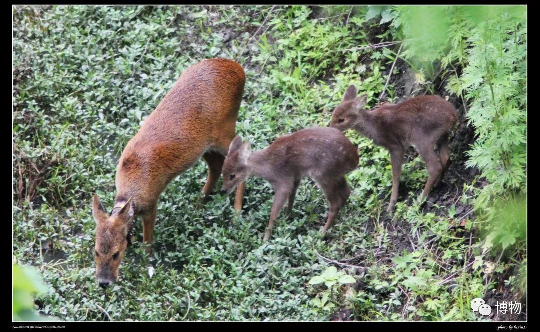 想研究野生动物？看看学这个专业的人都在干嘛吧