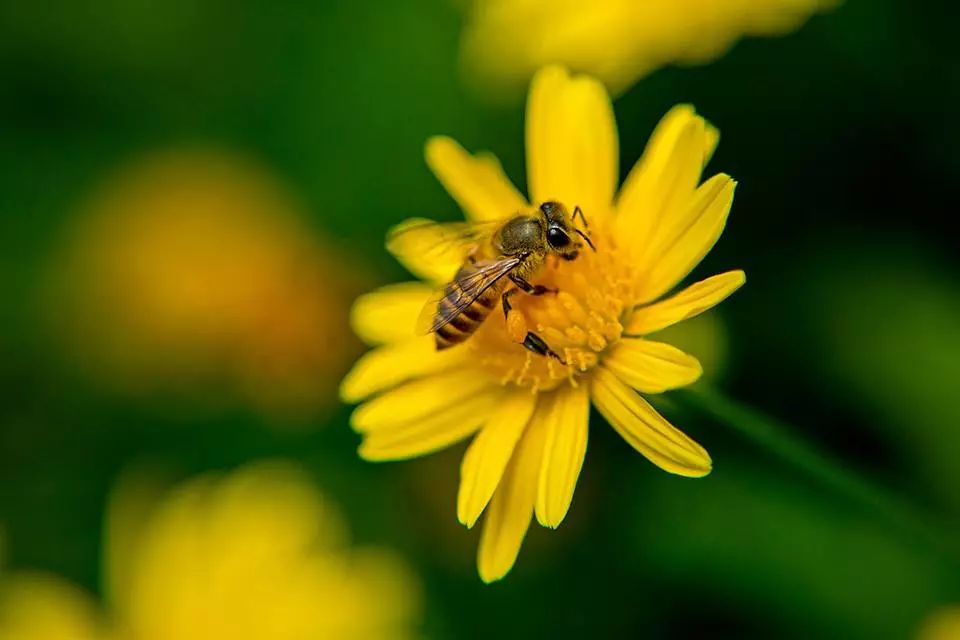 带有修护力且清爽不黏腻的精华,好用的新西兰精华液