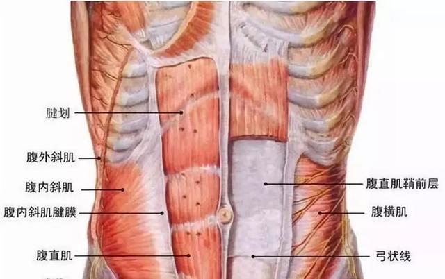 平板支撑可以练腹直肌吗,平板支撑每天练多久合适