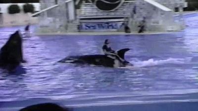 丧心病狂！每帧画面都在捅刀子，多少人忽视了这些人间惨剧…