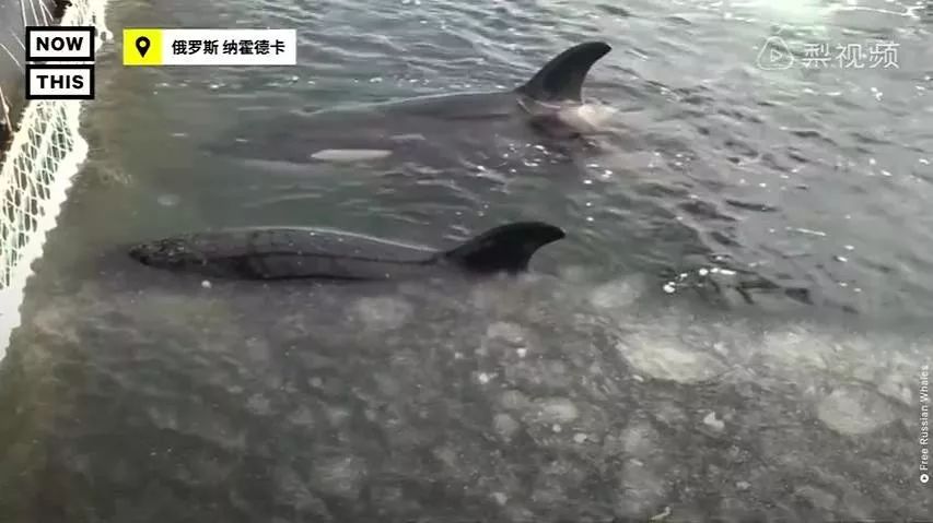 丧心病狂！每帧画面都在捅刀子，多少人忽视了这些人间惨剧…