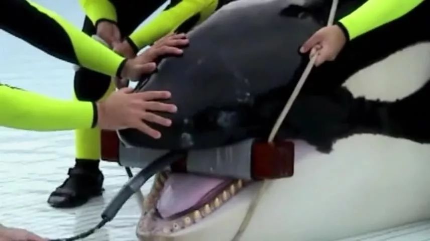 丧心病狂！每帧画面都在捅刀子，多少人忽视了这些人间惨剧…