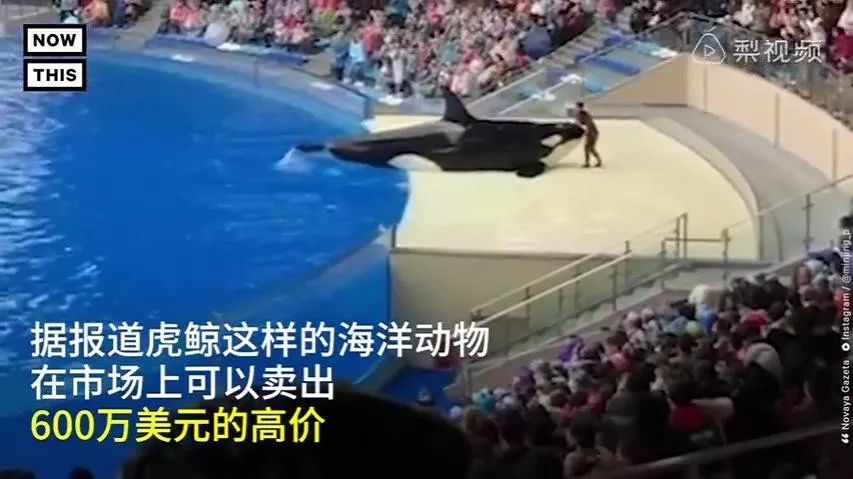 丧心病狂！每帧画面都在捅刀子，多少人忽视了这些人间惨剧…