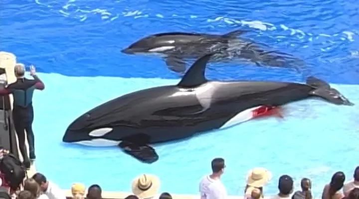 丧心病狂！每帧画面都在捅刀子，多少人忽视了这些人间惨剧…