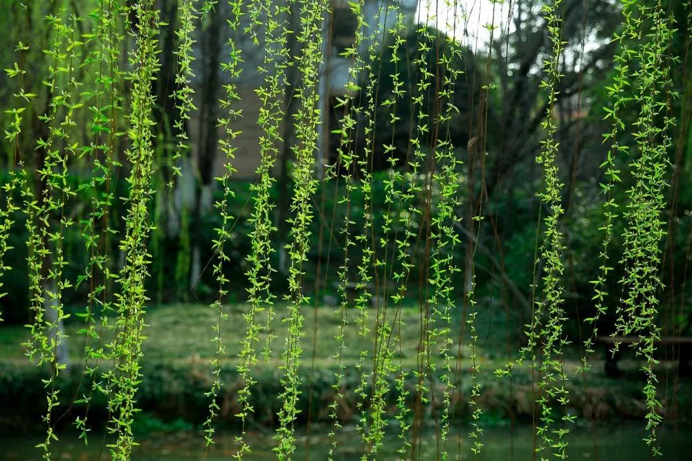 南京工业大学公益林上线，快来浇水种树！