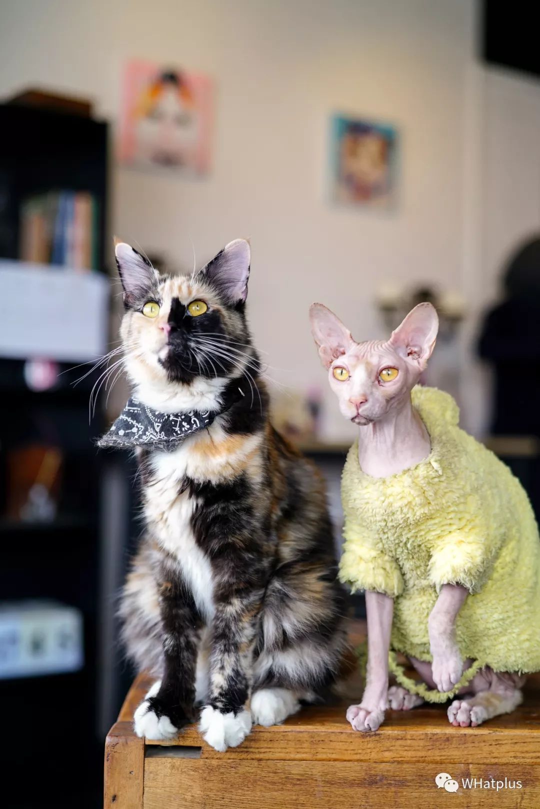 5家猫咖店200只猫，这对夫妻治愈无数武汉人