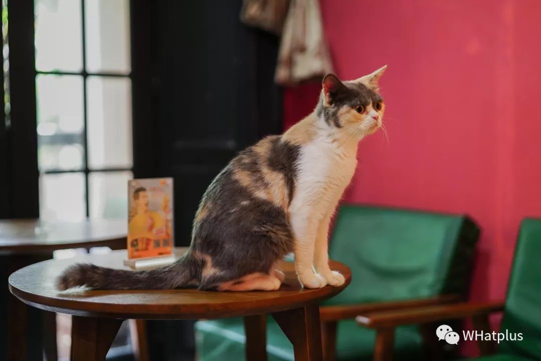 5家猫咖店200只猫，这对夫妻治愈无数武汉人