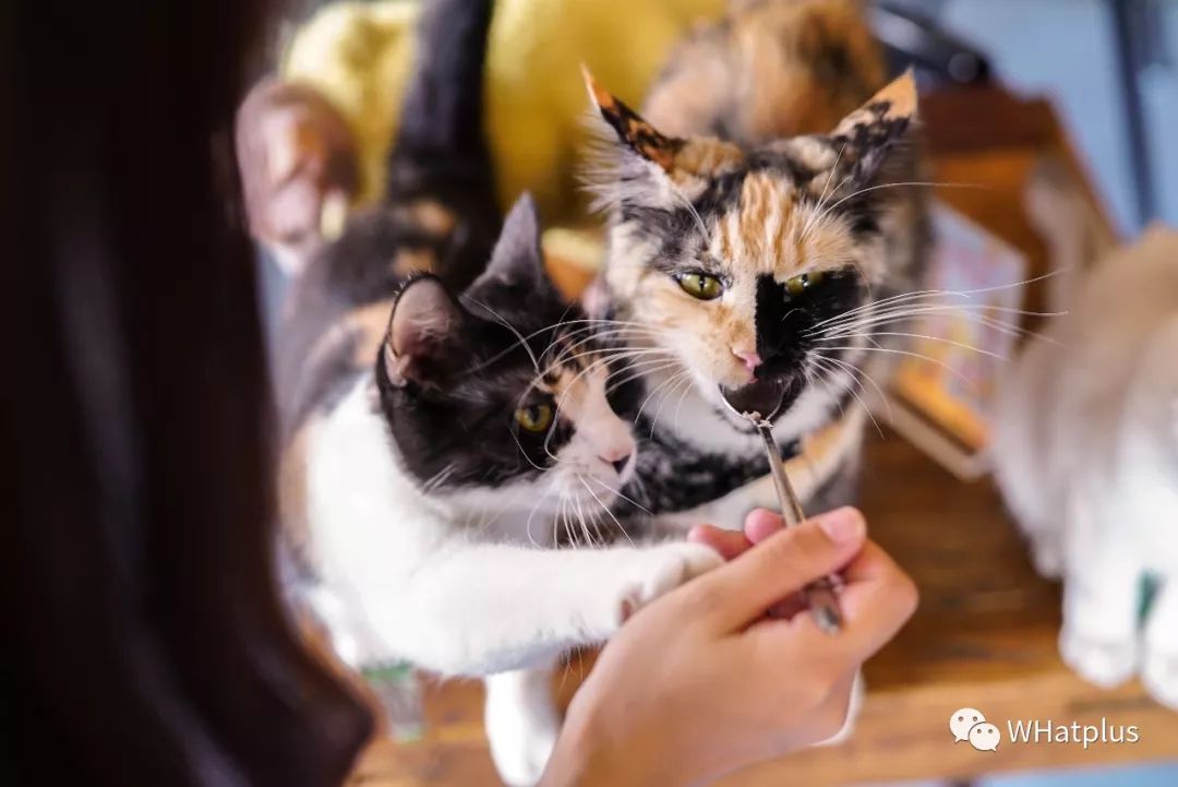 5家猫咖店200只猫，这对夫妻治愈无数武汉人