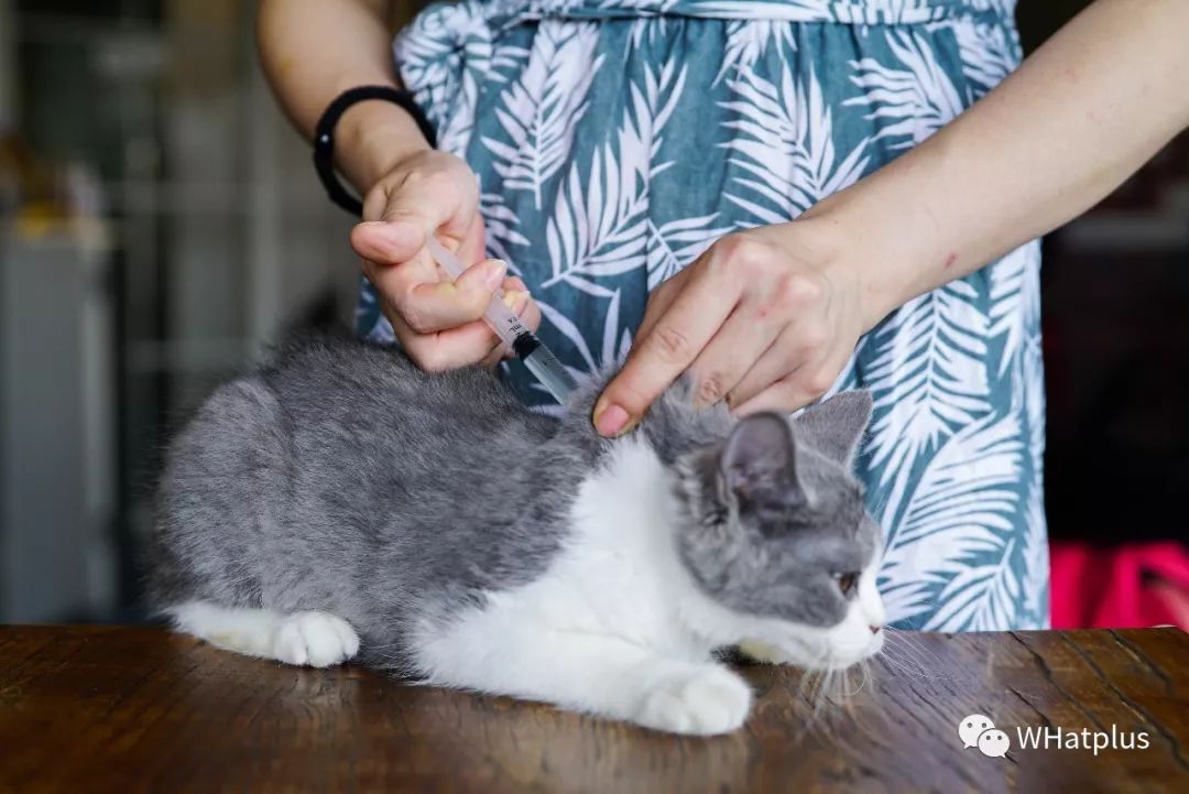 5家猫咖店200只猫，这对夫妻治愈无数武汉人